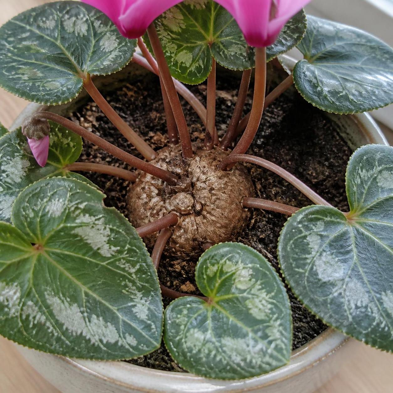 découvrez comment arroser un cyclamen correctement pour assurer sa santé et sa floraison éclatante toute l'année.