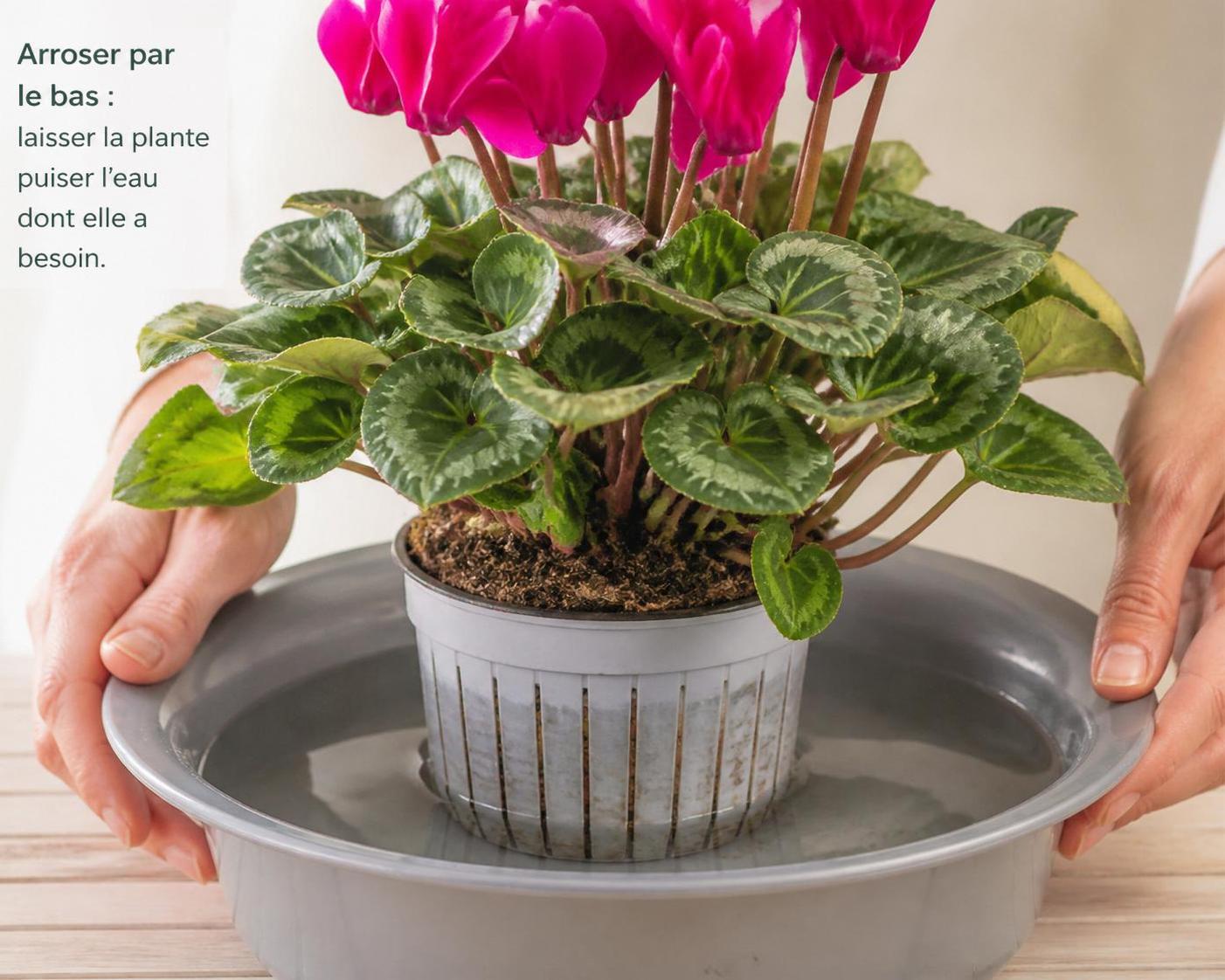 découvrez nos conseils pratiques pour entretenir votre cyclamen et le garder en bonne santé toute l'année.