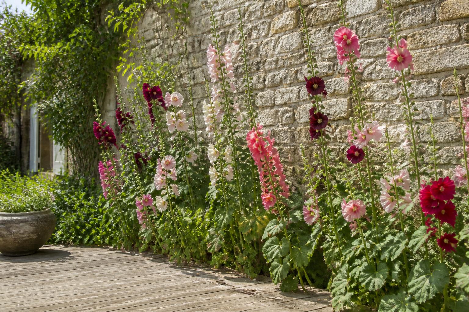 découvrez le meilleur moment pour planter les graines de rose tremière afin d'assurer une floraison abondante et réussie en 2026. conseils pratiques et astuces de jardinage pour un jardin fleuri.