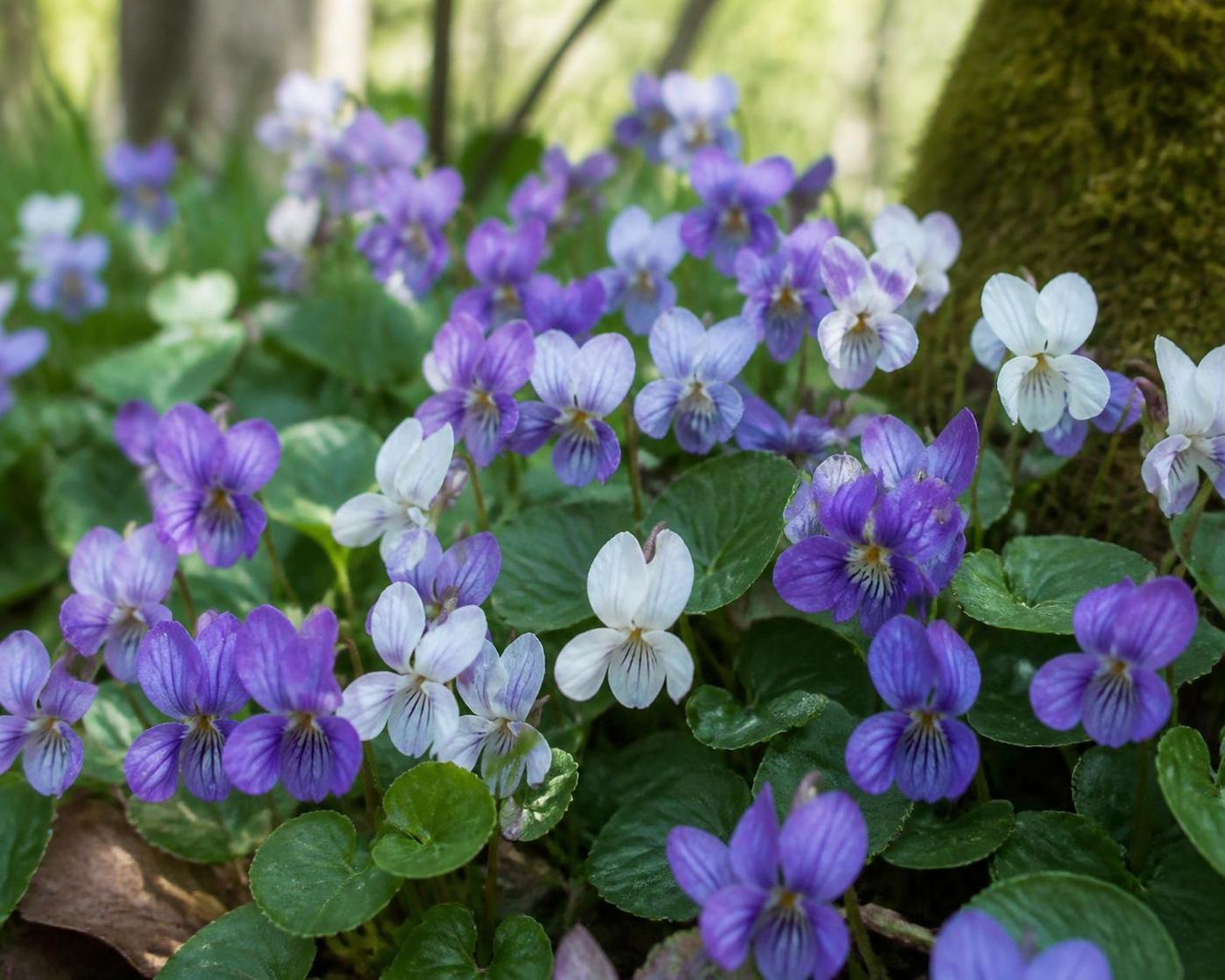 découvrez tout sur la fleur de la violette, ses caractéristiques, ses vertus et ses nombreux bienfaits pour la santé et le bien-être.