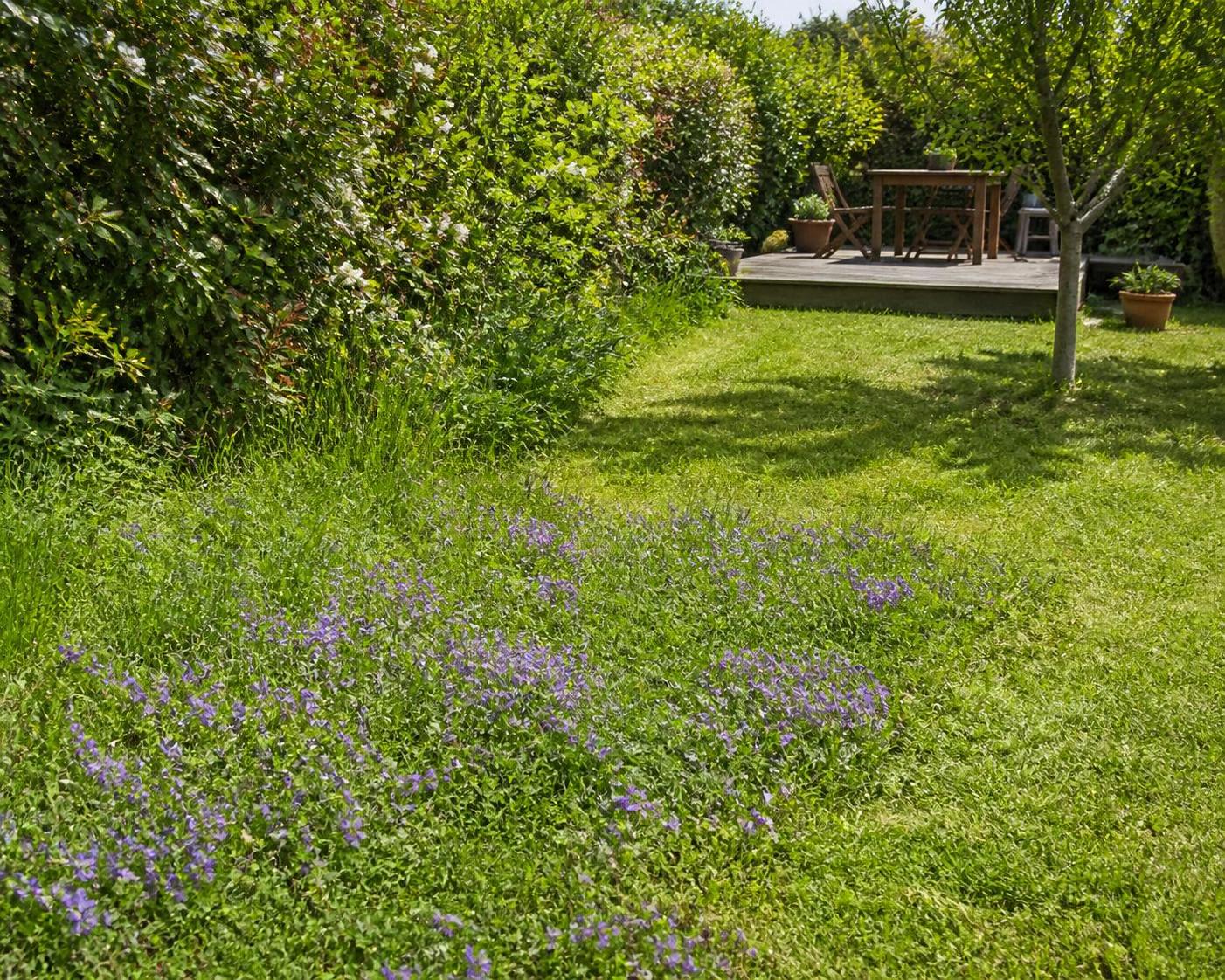 découvrez tout sur la fleur violette sauvage : comment l'identifier, son habitat naturel, ainsi que les conseils essentiels pour son entretien et sa croissance.