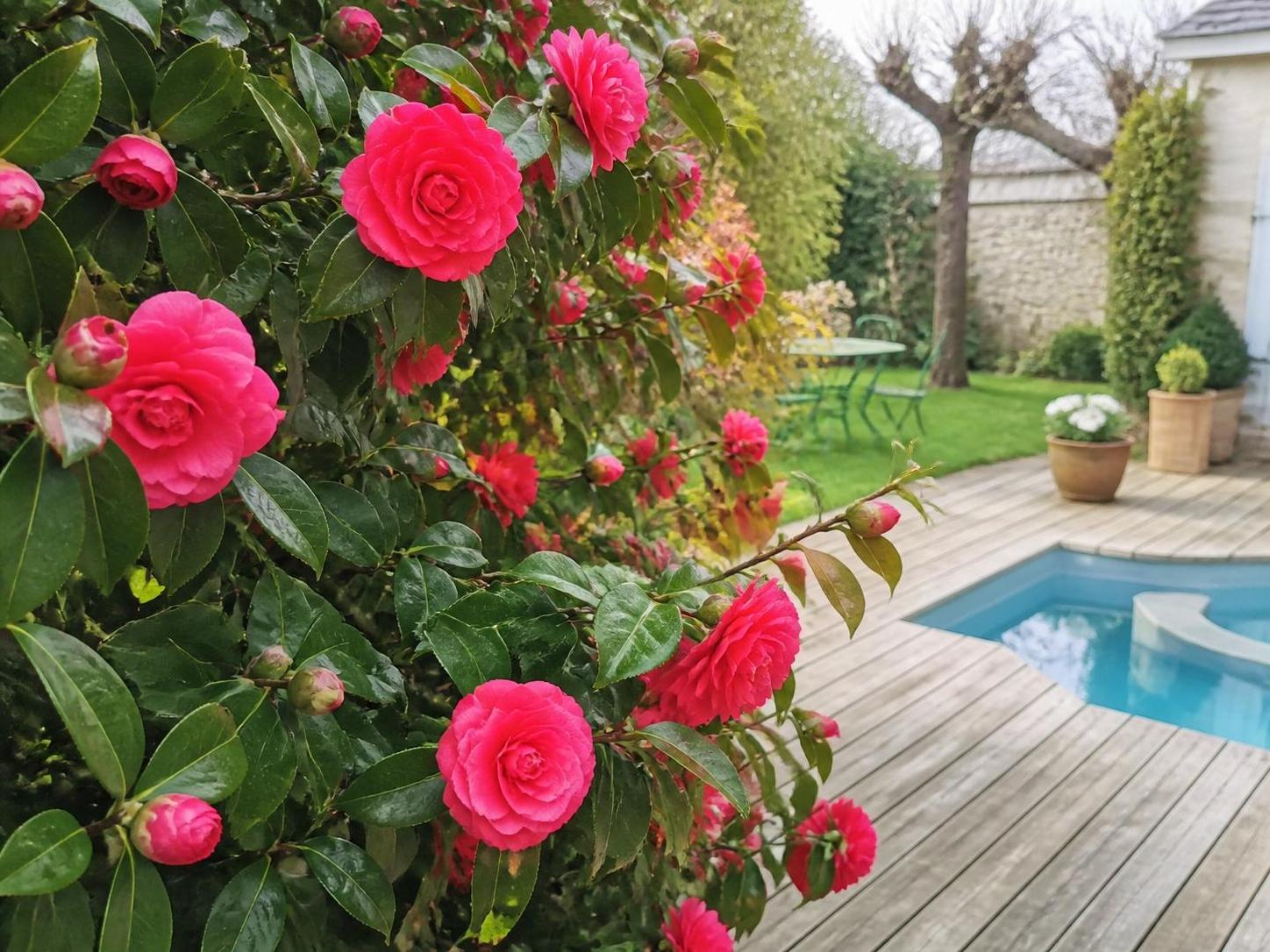 découvrez tout ce qu'il faut savoir sur la floraison du camélia, ses astuces de culture et les secrets pour un jardin éclatant de beauté.