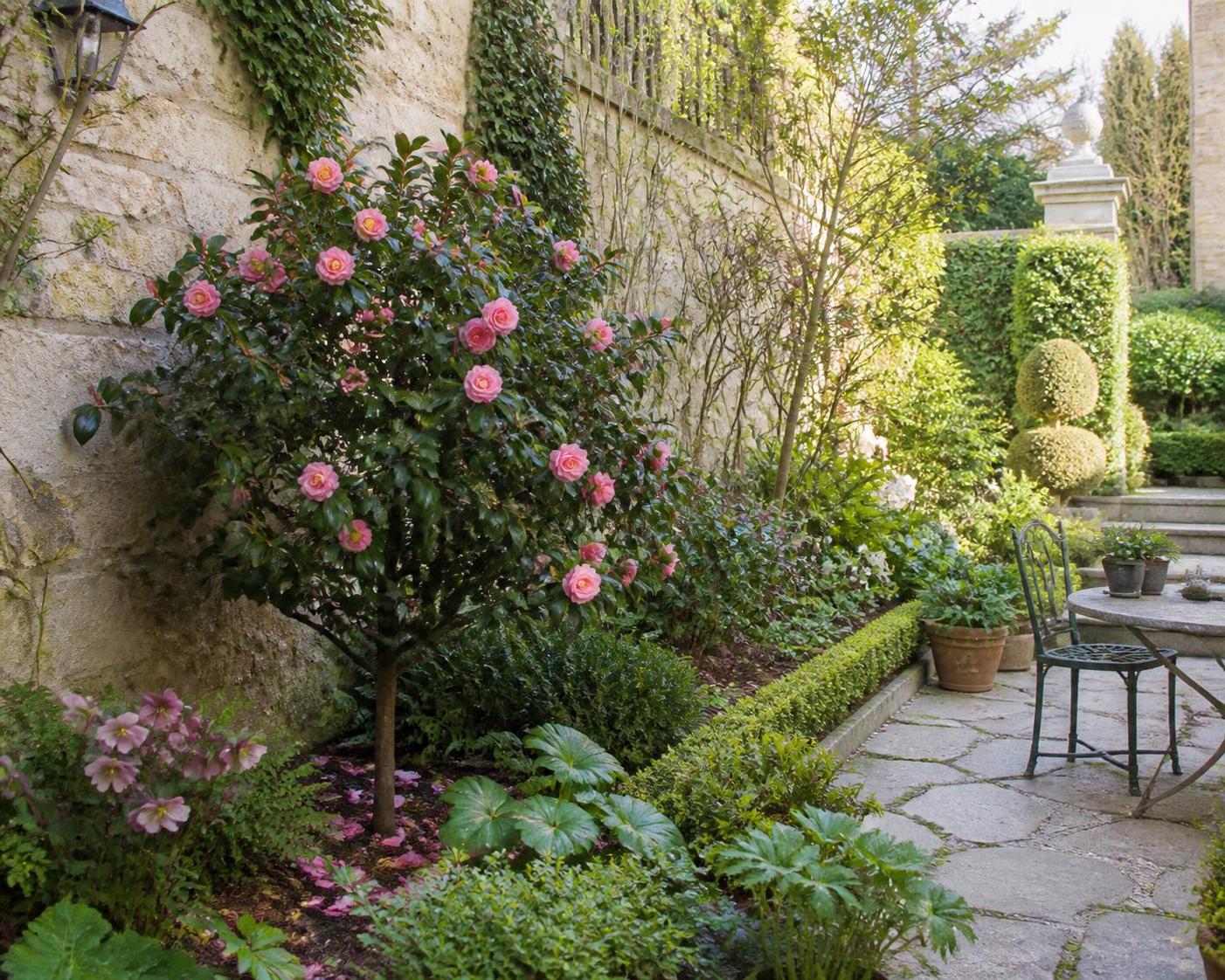 découvrez tout sur la floraison du camélia, ses secrets et conseils pour profiter pleinement de sa beauté au jardin.