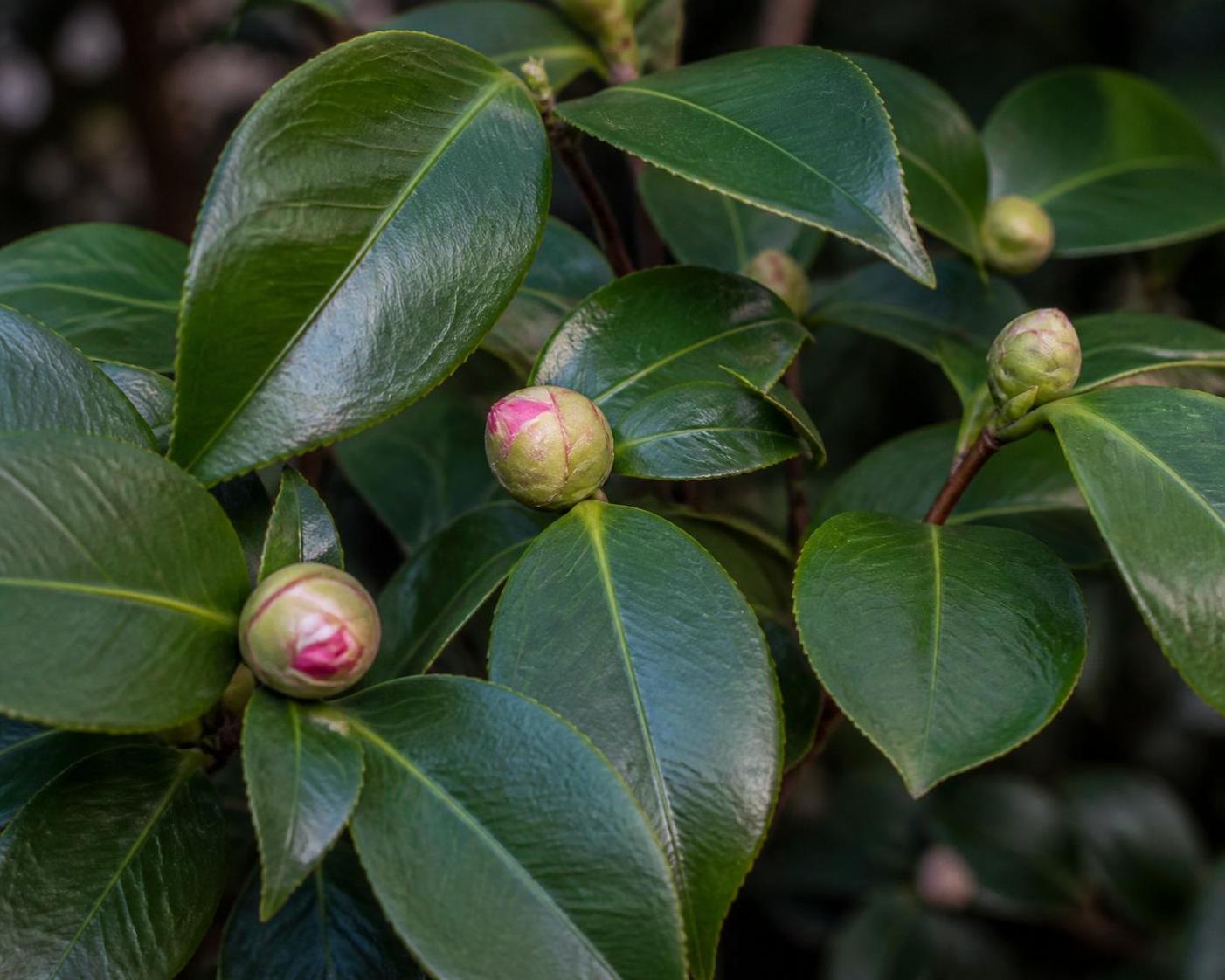 découvrez tout sur la floraison du camélia : ses secrets, astuces d'entretien et conseils pour sublimer cette magnifique plante dans votre jardin.