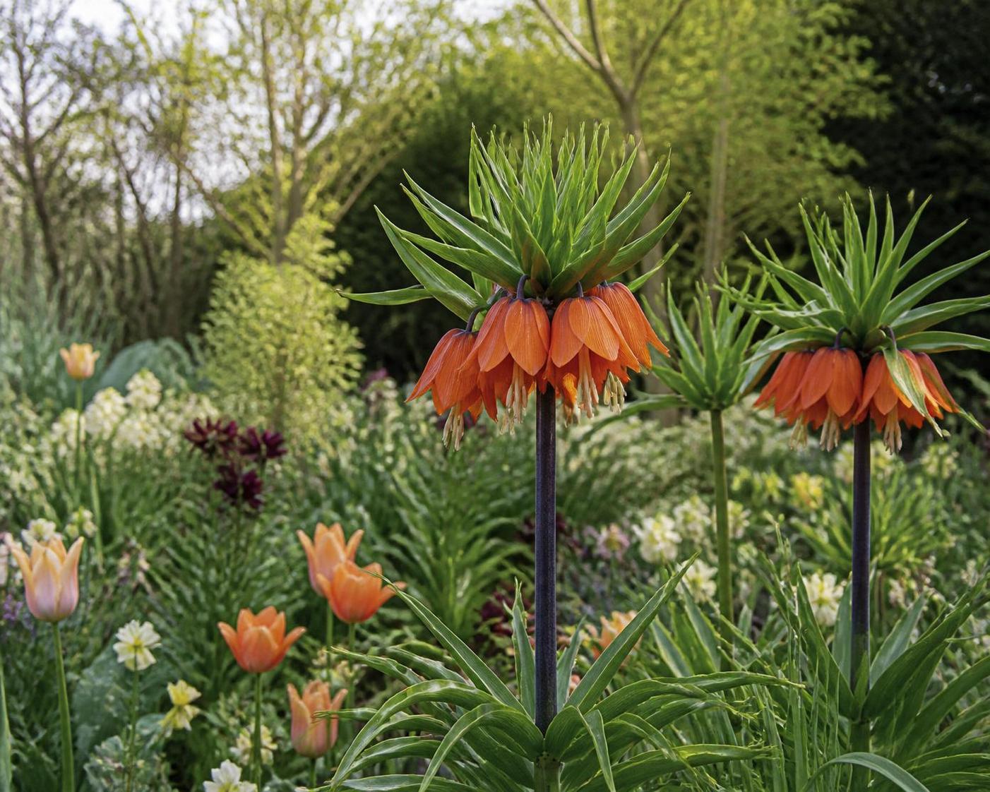découvrez tout ce qu'il faut savoir sur la fritillaire impériale : conseils de culture, entretien facile et curiosités fascinantes de cette plante unique.