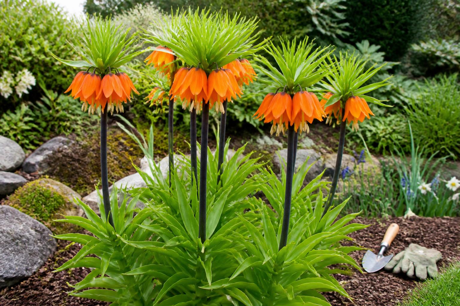 découvrez tout sur la fritillaire impériale : conseils de culture, astuces d'entretien et faits surprenants sur cette magnifique plante.