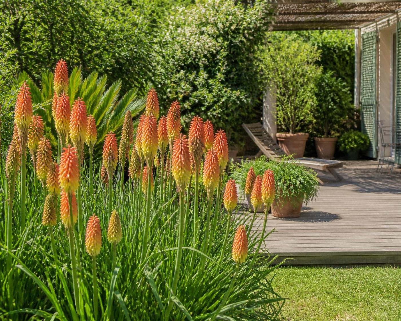 découvrez tout sur la kniphofia : conseils de culture, entretien facile et variétés populaires pour sublimer votre jardin.
