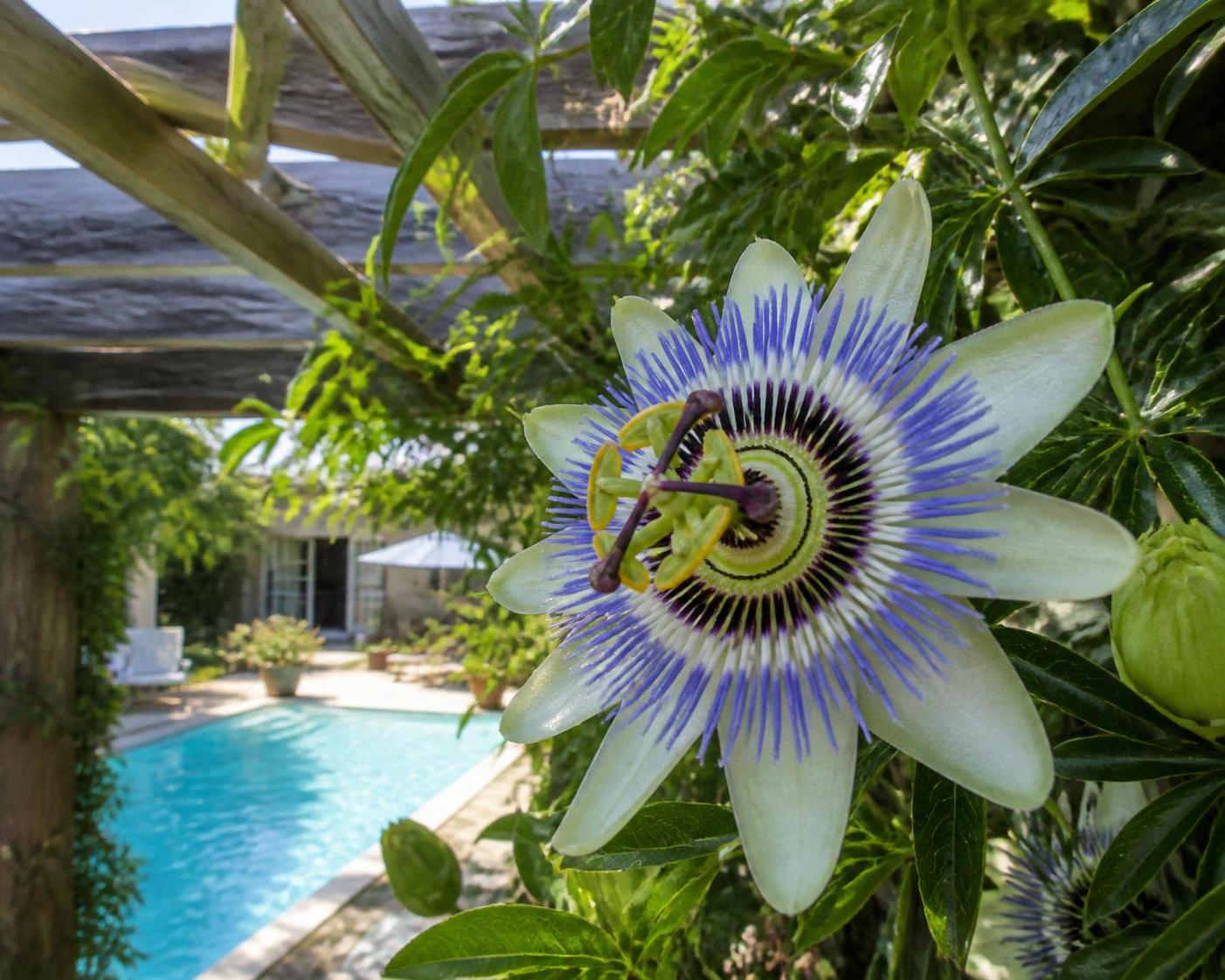 découvrez tout sur la passiflora caerulea, la fleur de la passion bleue, ses caractéristiques, ses bienfaits pour la santé et comment l'utiliser au quotidien.