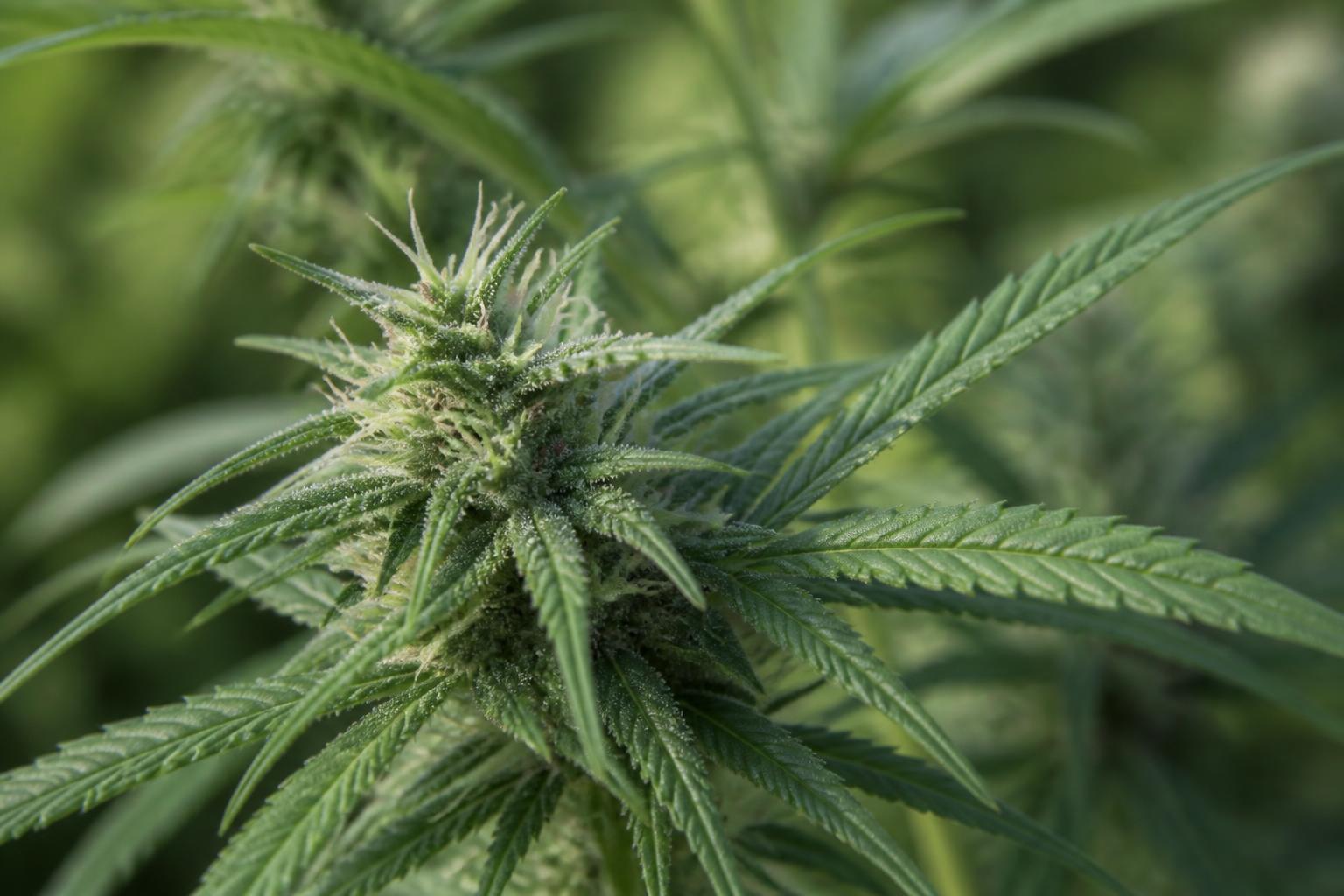 découvrez tout sur la plante cannabis sativa, ses caractéristiques, ses bienfaits et ses multiples utilisations dans différents domaines.