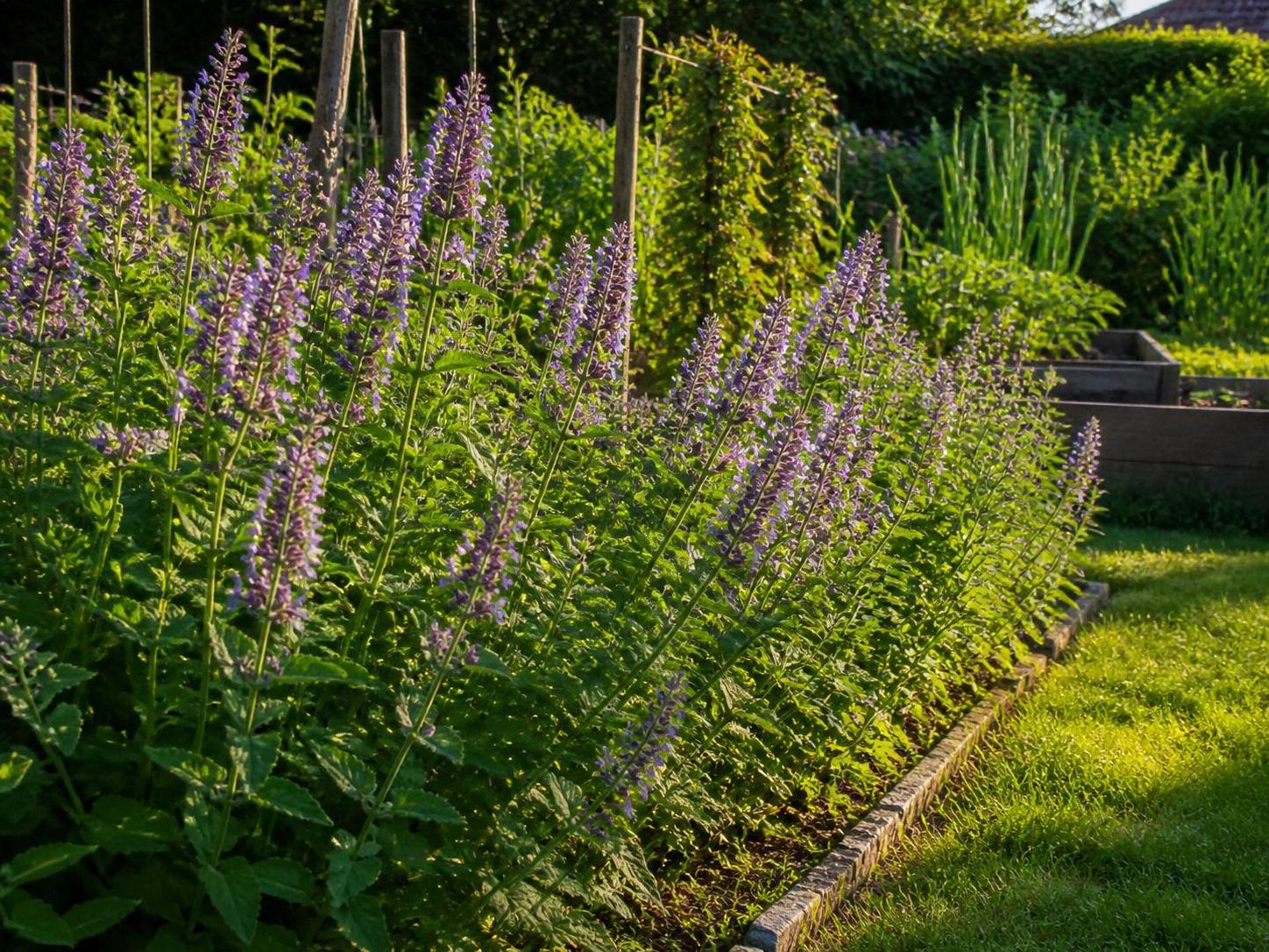 découvrez tout sur le coleus canina, la plante anti-chat naturelle et efficace pour protéger votre jardin des intrusions félines.