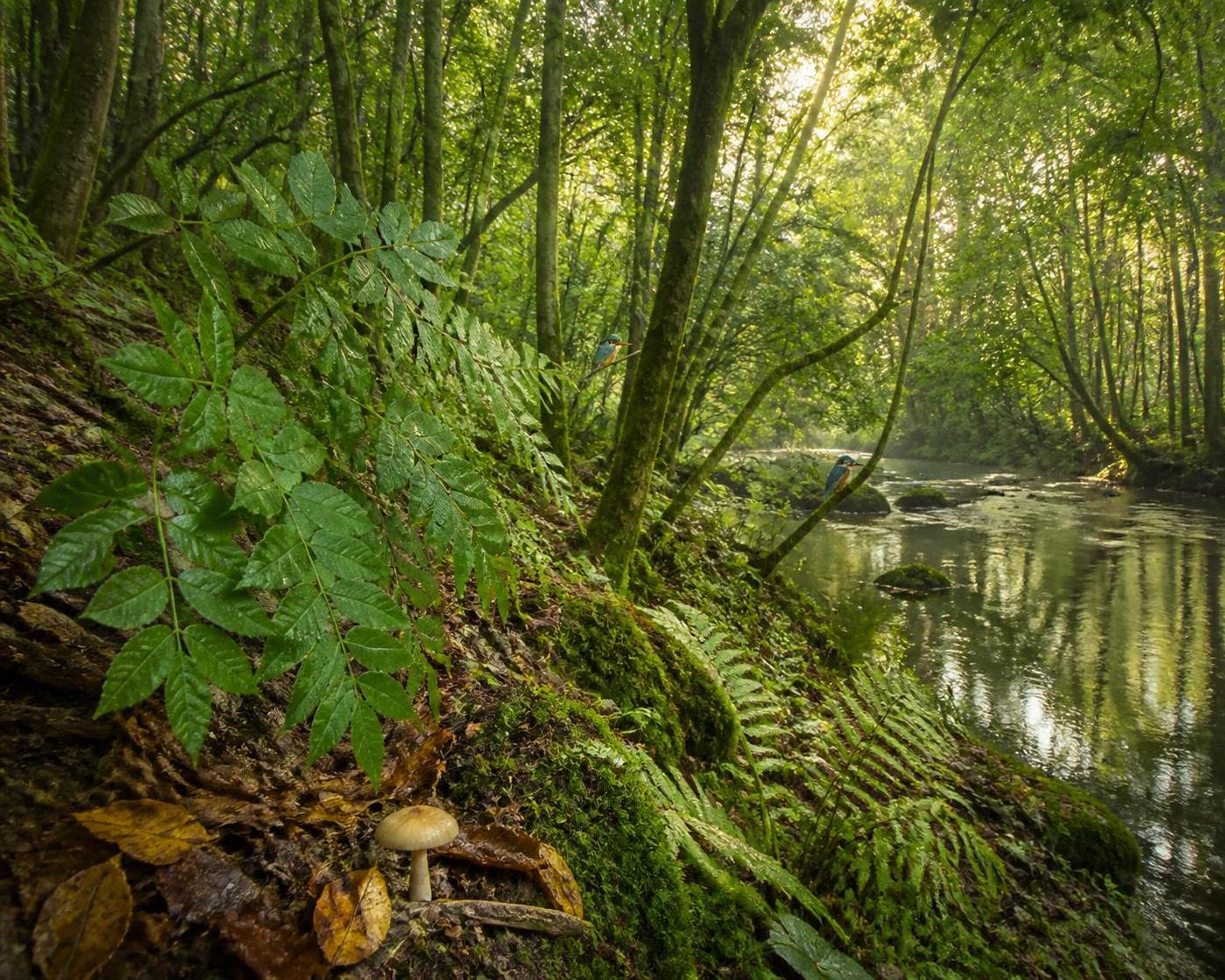 découvrez tout sur le fresne, un arbre majestueux : ses caractéristiques, son habitat, ses utilisations et comment le reconnaître facilement.