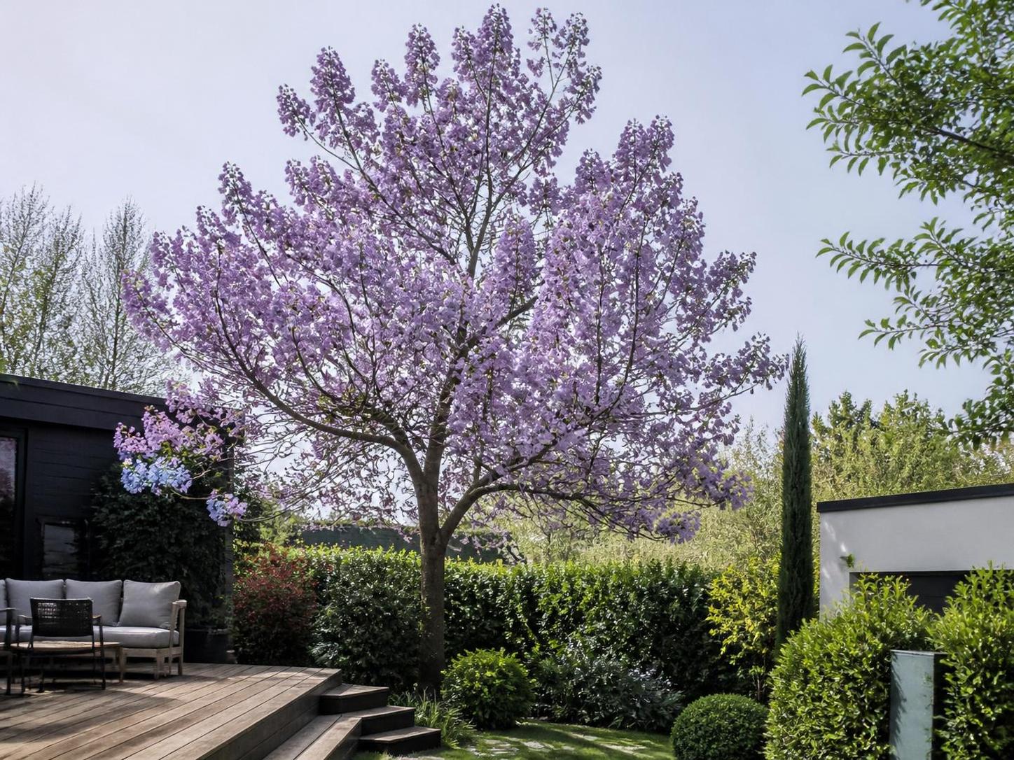 découvrez tout sur le paulownia : méthodes de culture, utilisations variées et avantages écologiques de cet arbre remarquable.