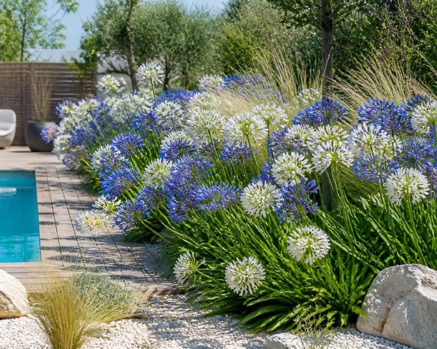 découvrez nos conseils pratiques pour entretenir les agapanthes et profiter d'un jardin fleuri toute l'année avec ces magnifiques plantes faciles à cultiver.
