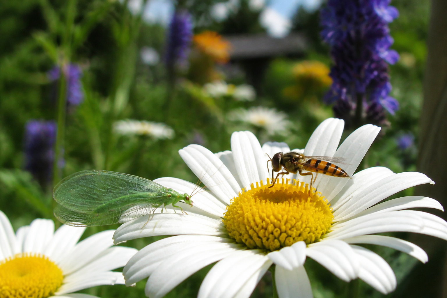Gestion de la fin d'infestation et entretien durable