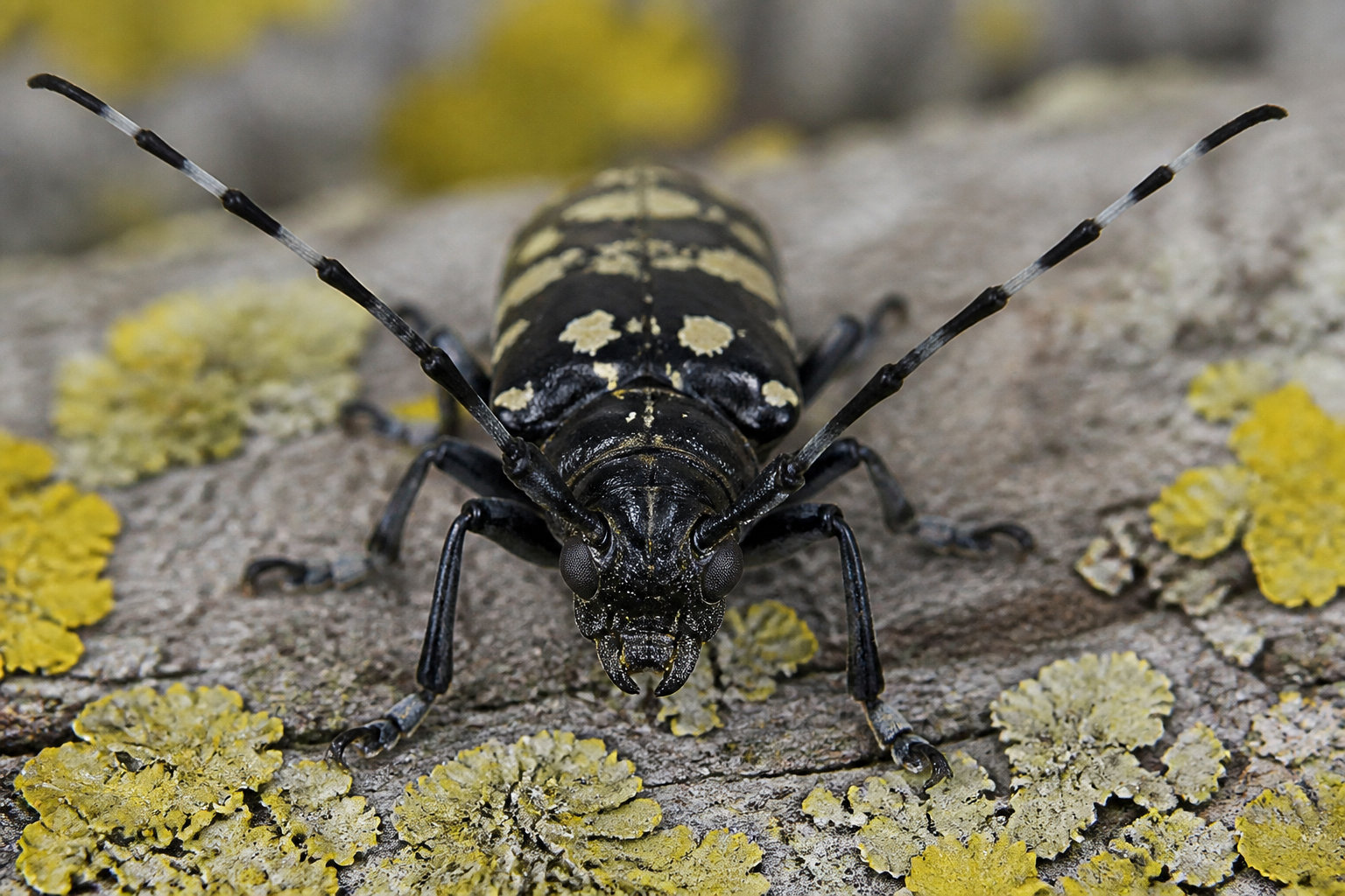 Quels insectes exotiques colonisent désormais vos espaces extérieurs ?