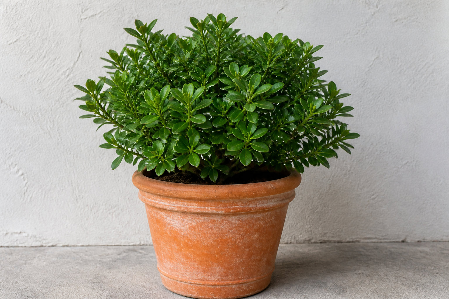 Les spécificités techniques pour le pittosporum nain
