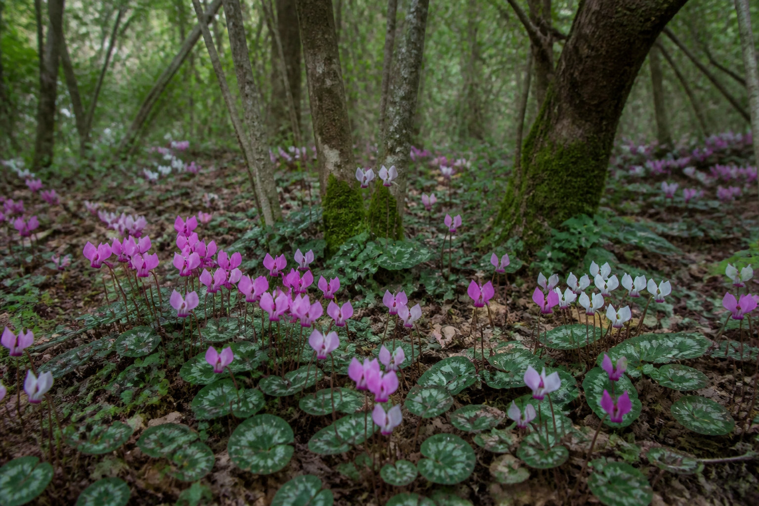 Comment favoriser la multiplication naturelle de vos fleurs ?