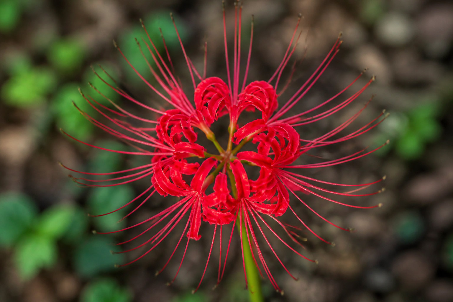 Comprendre la culture du lycoris et son cycle de vie singulier