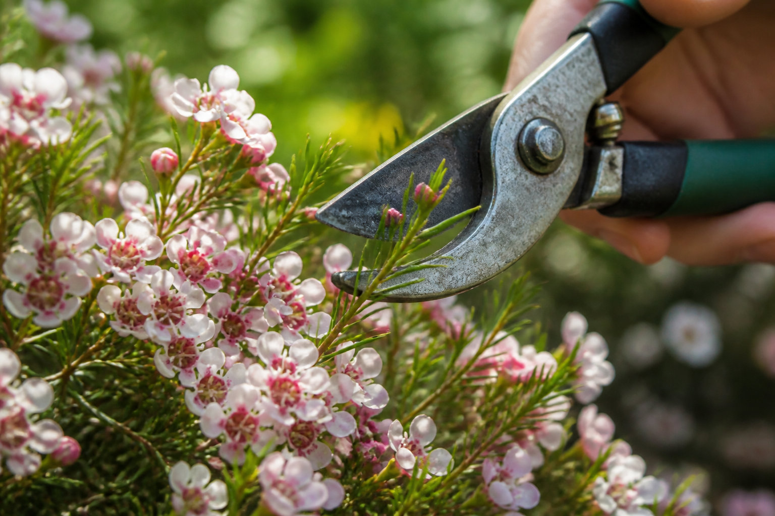 Comment favoriser une floraison abondante et durable ?