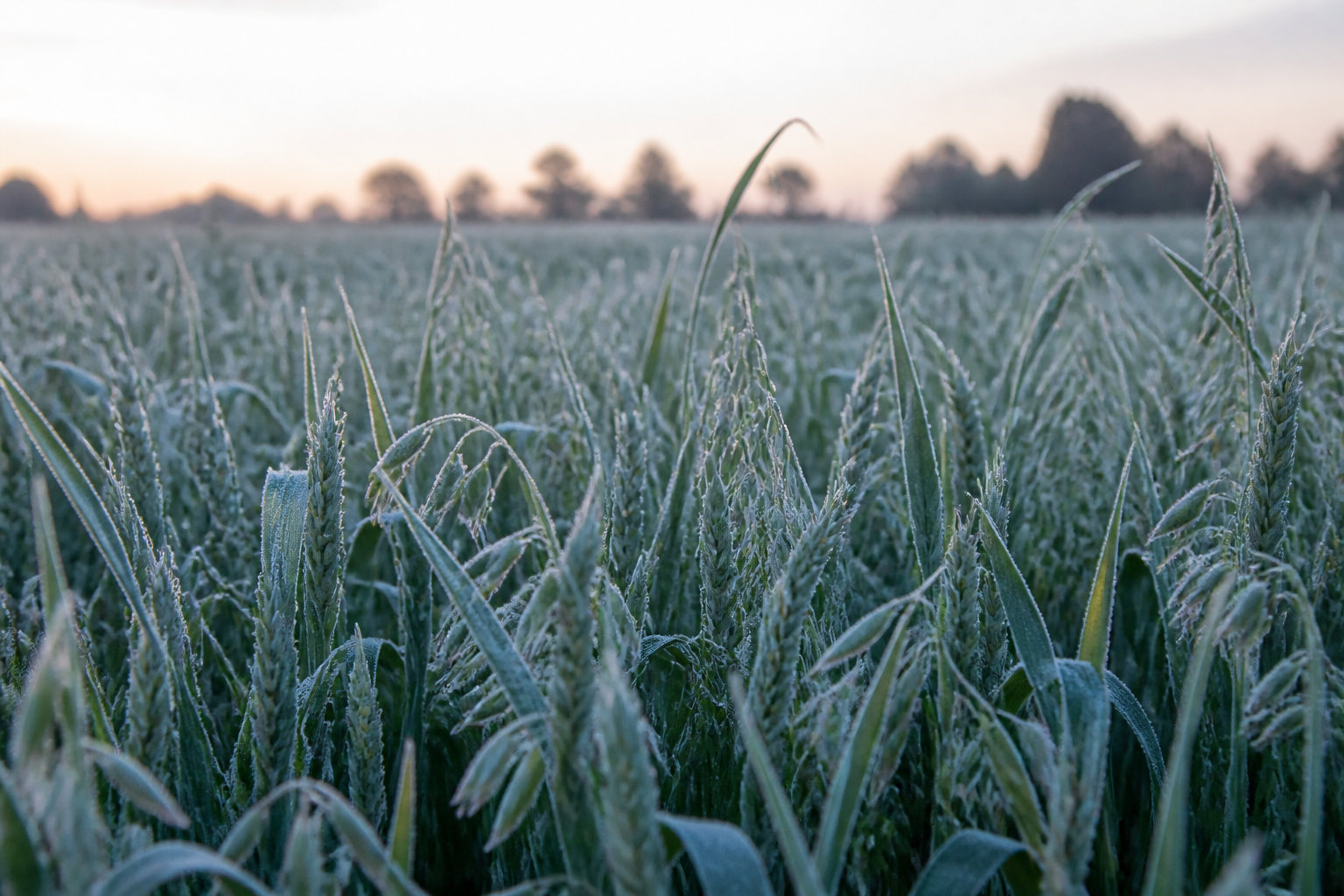 3 variétés rustiques incontournables pour affronter la saison froide