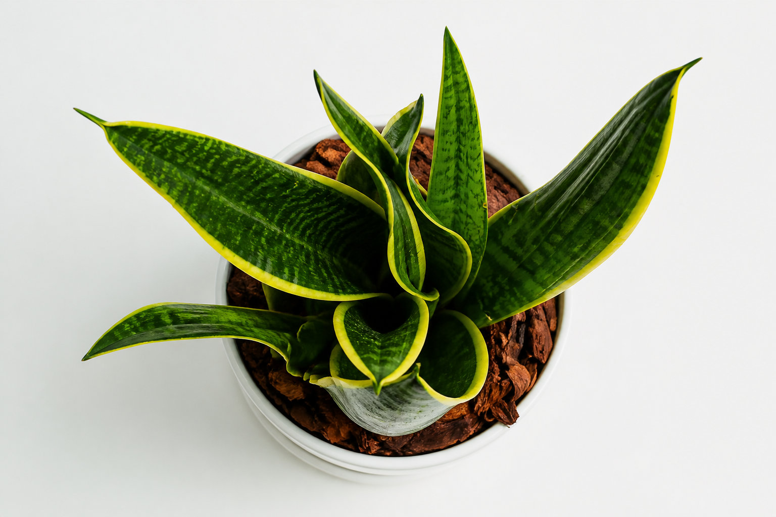 Caractéristiques et culture de la Sansevieria