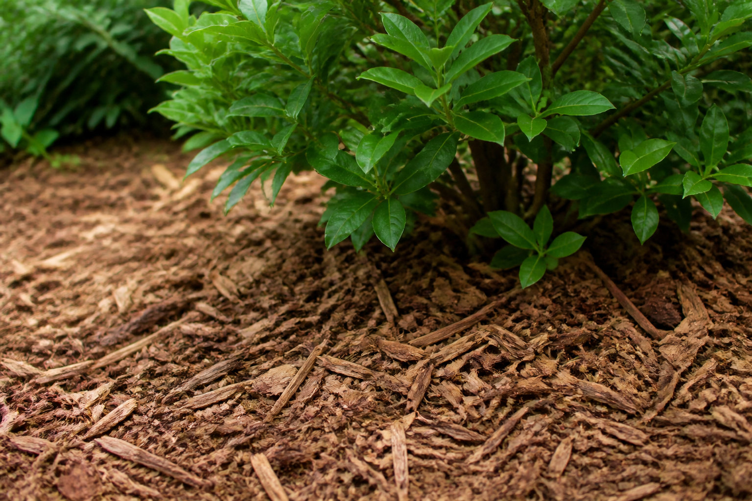 Accompagnement de la plante après l'entretien printanier