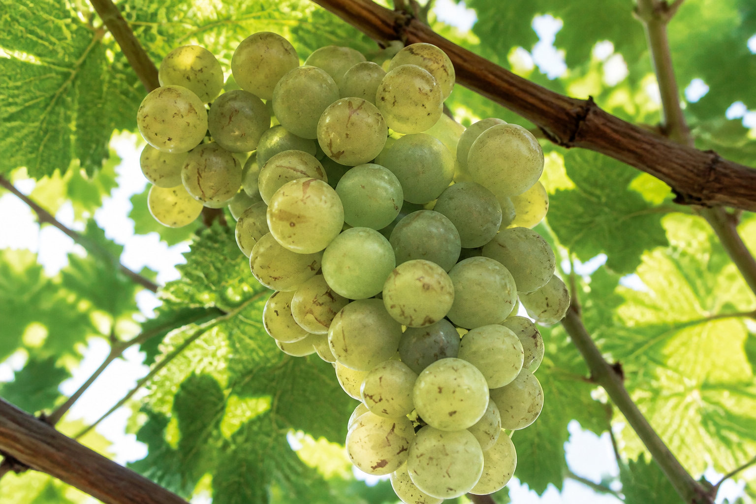 Le Raisin : trésor de vitalité des vignobles français