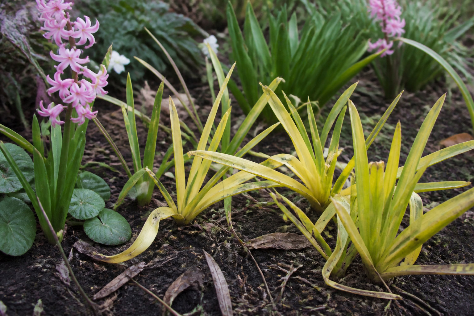 Comment entretenir vos jacinthes pour les faire refleurir ?