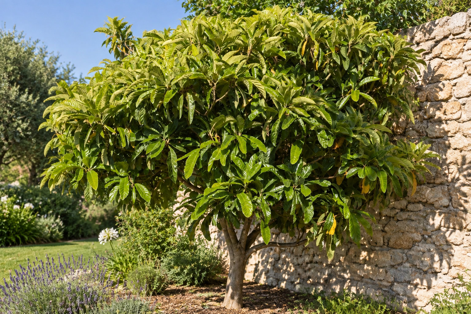 Un arbre au feuillage dense pousse dans un jardin ensoleillé, près d’un mur en pierres, entouré de fleurs et d’arbustes.